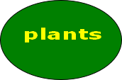 plants
